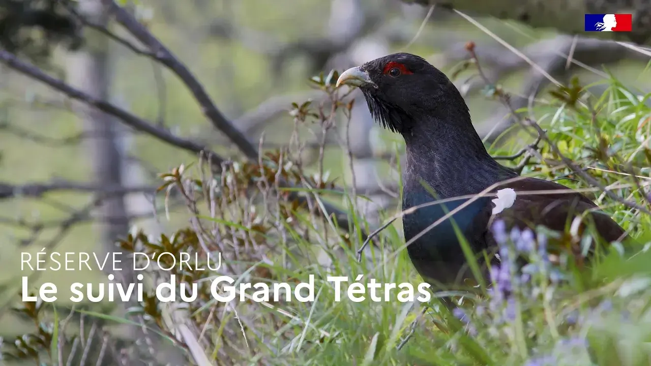 le suivi du grand tétras dans la réserve d'orlu