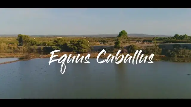 🐎 Equus Caballus 🐎