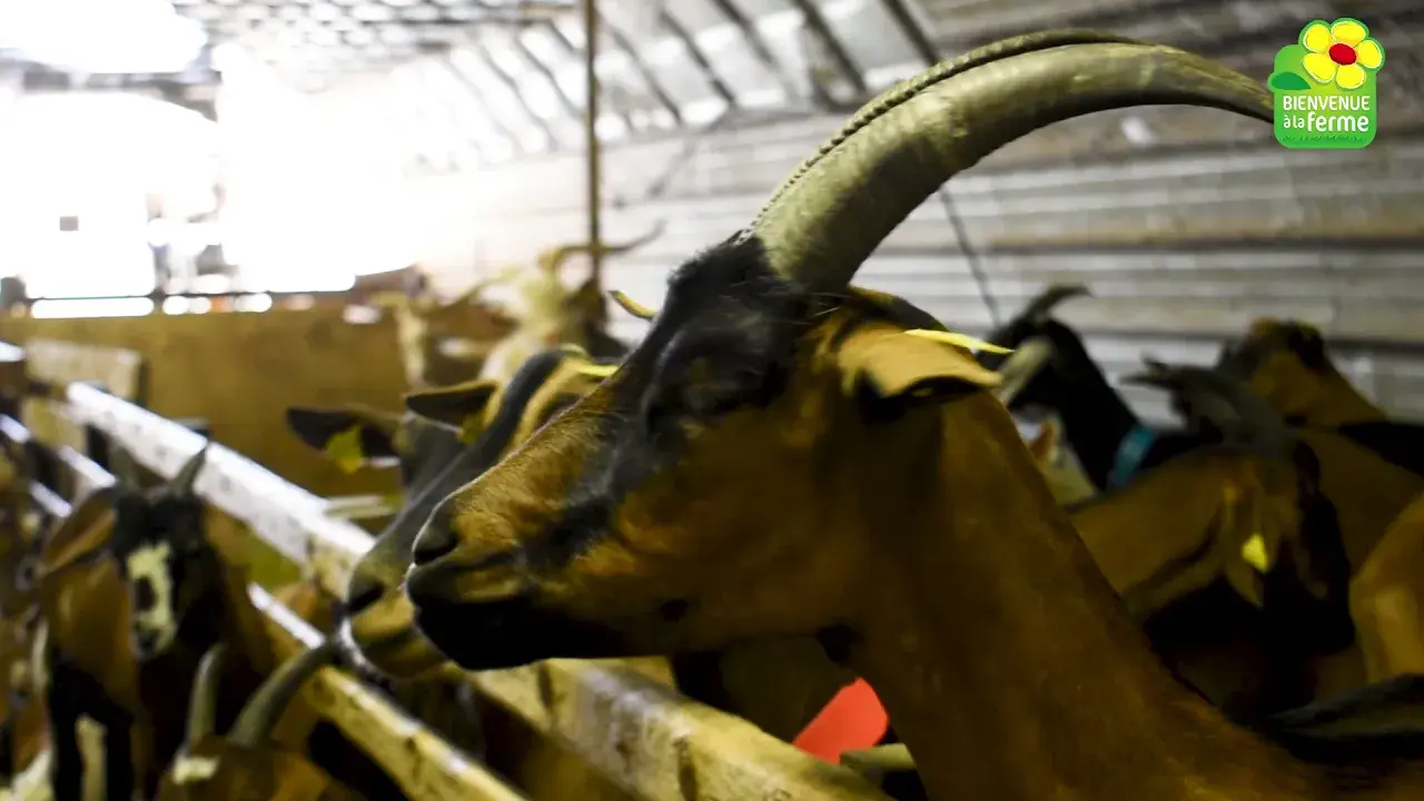 la ferme du terrasson