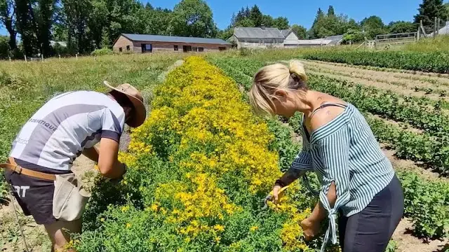Natorel - Faux la Montagne