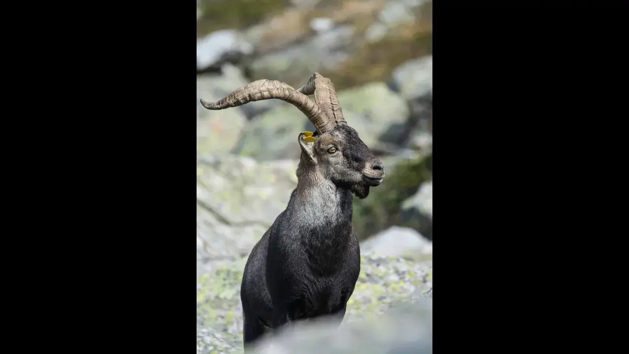 le retour du bouquetin dans le pnr des pyrénées ariégeoises