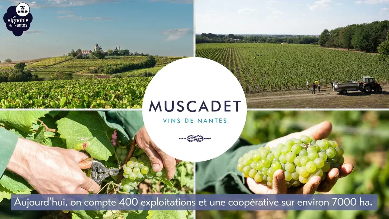 Découverte du Vignoble Nantais