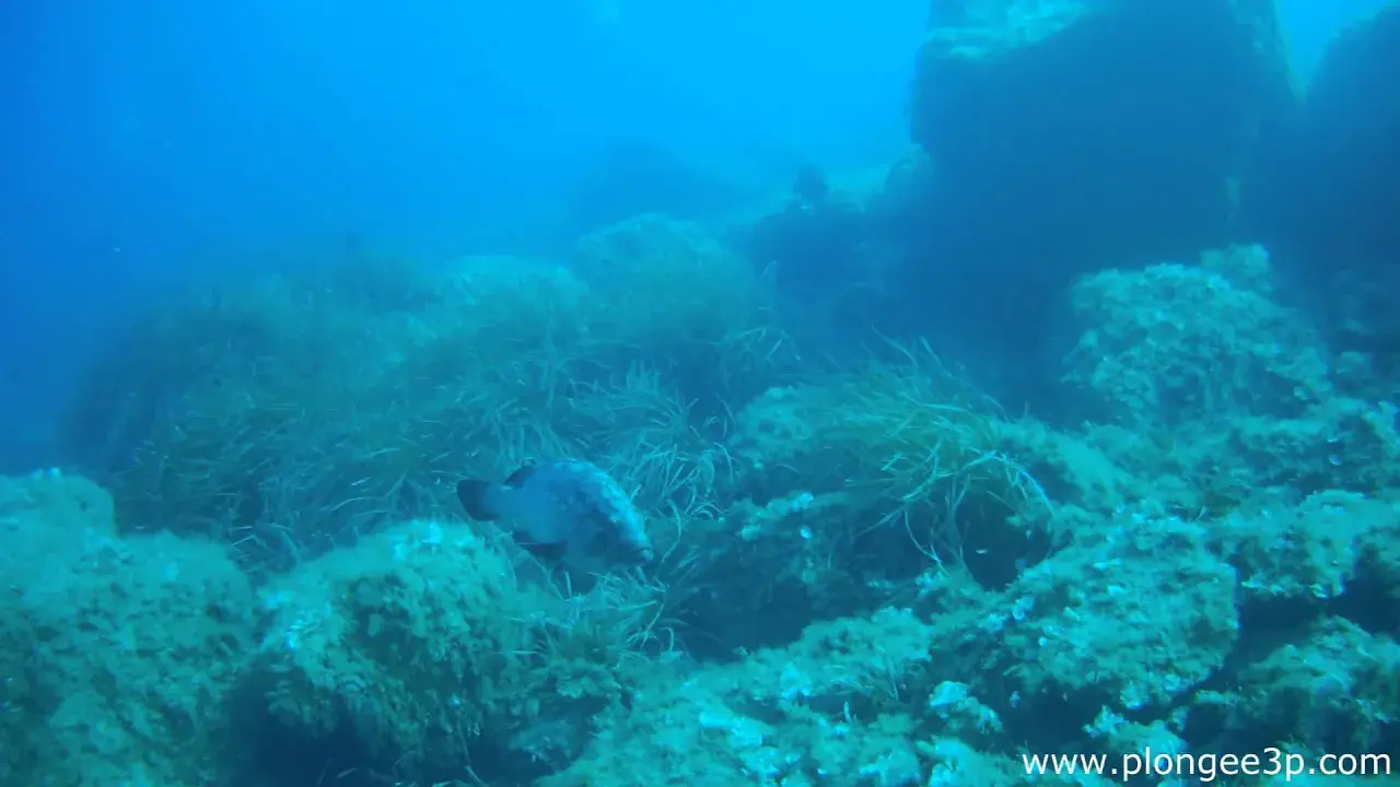 une plongée sur la pointe de la galère à port-cros