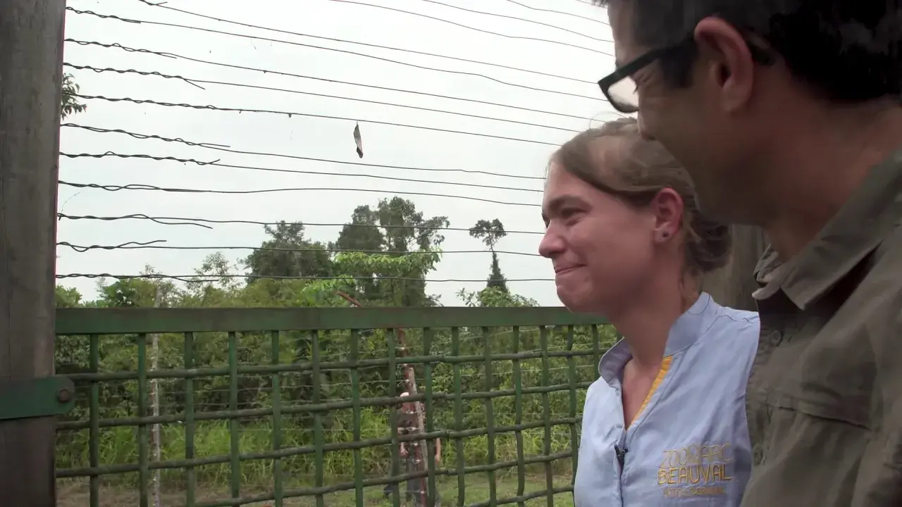 Deux gorilles du zoo de Beauval relâchées au Gabon