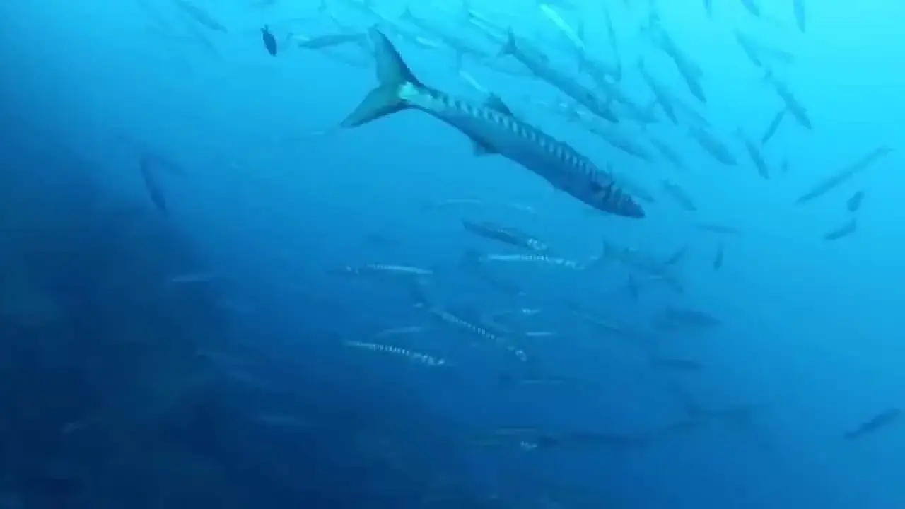 saint p'hyères plongée gabinière