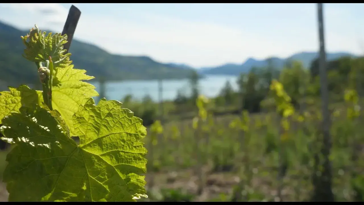 documentaire les hautes-alpes - terre de vignoble montagnard