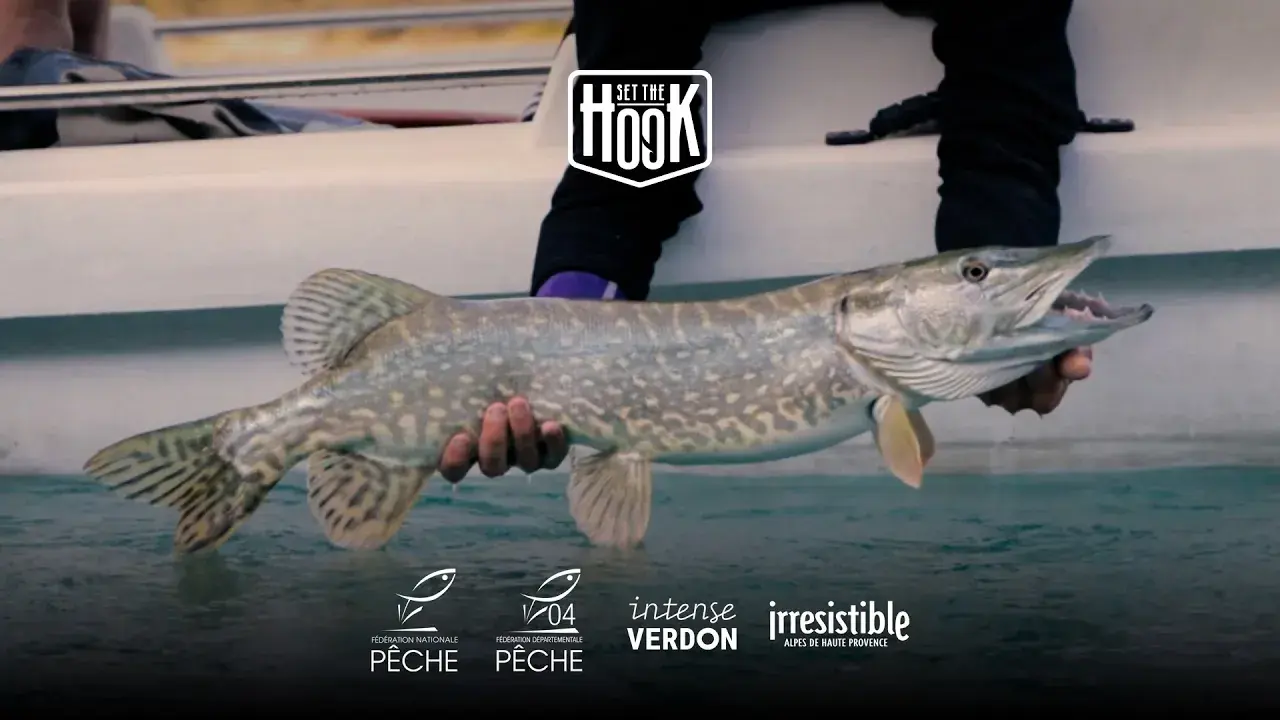 À la recherche des GROS BROCHETS du Lac de CASTILLON