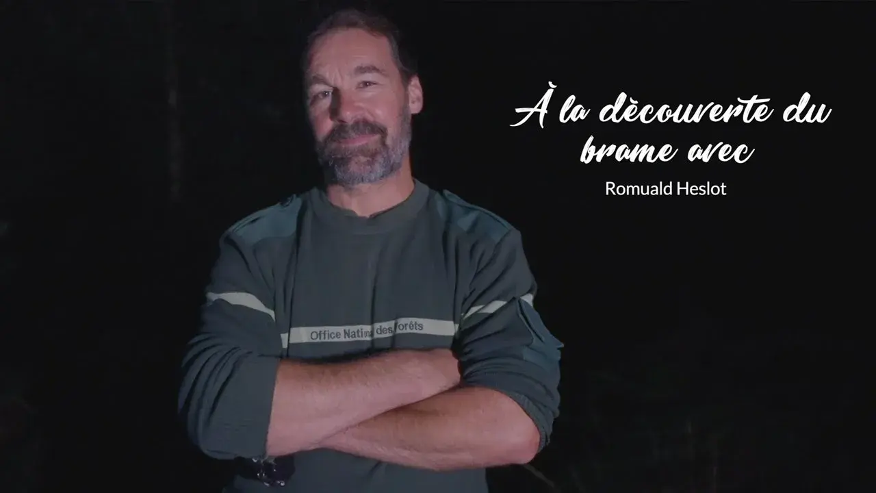 A la découverte du brame du cerf