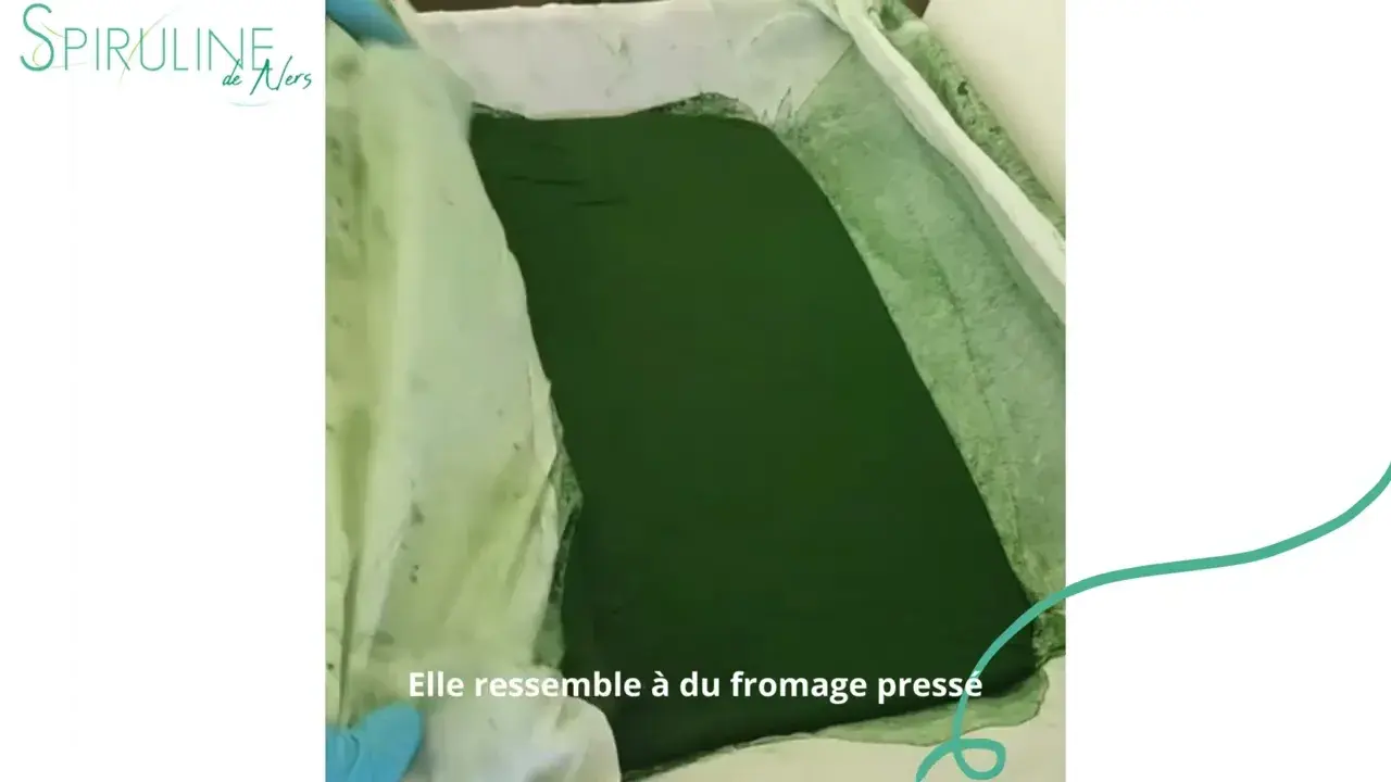 la spiruline de ners