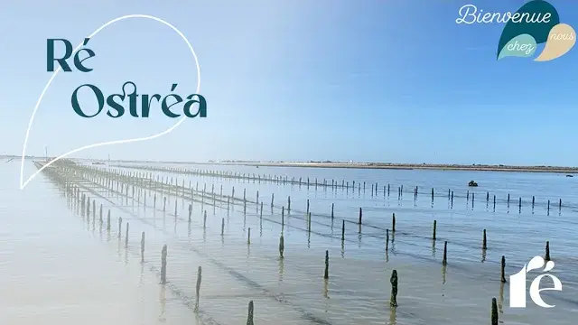 Ré Ostréa