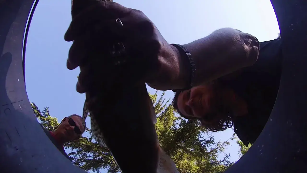 la pêche à la truite