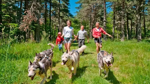 Cani-rando et cani-trottinette en Haute-Loire