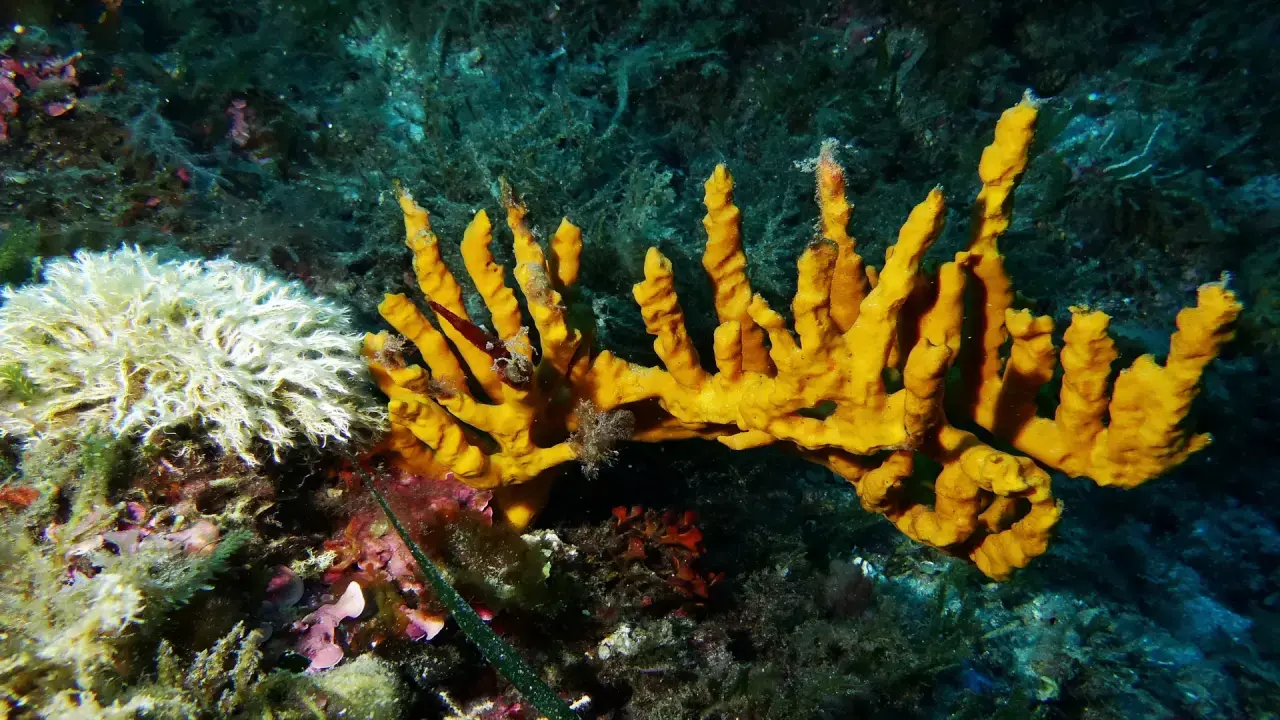 plongée à la pointe de la croix