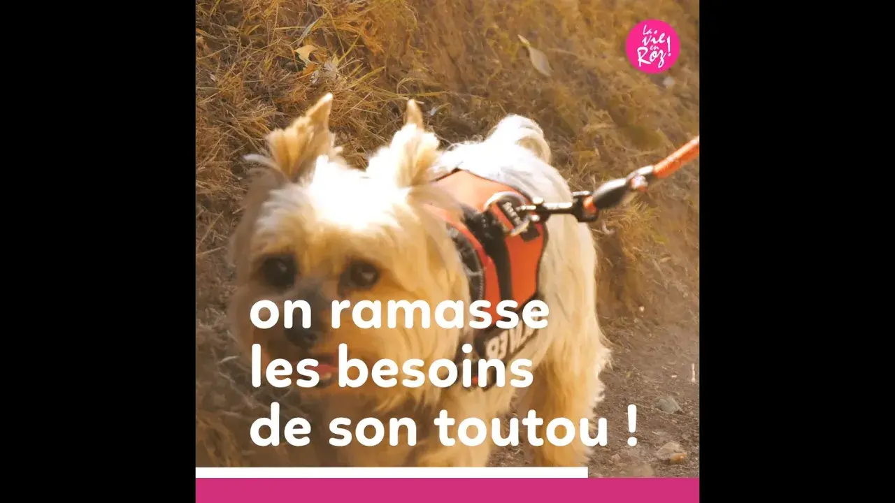 Chiens en laisse