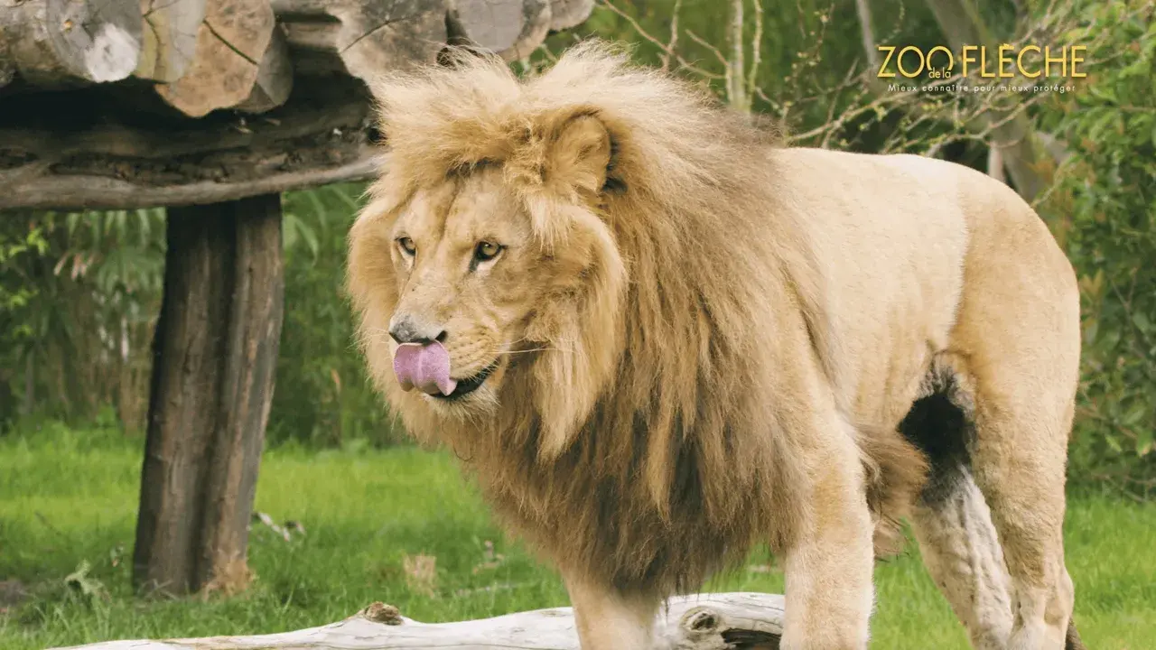 Zoo de La Flèche s’invite à la TV ! 🦒