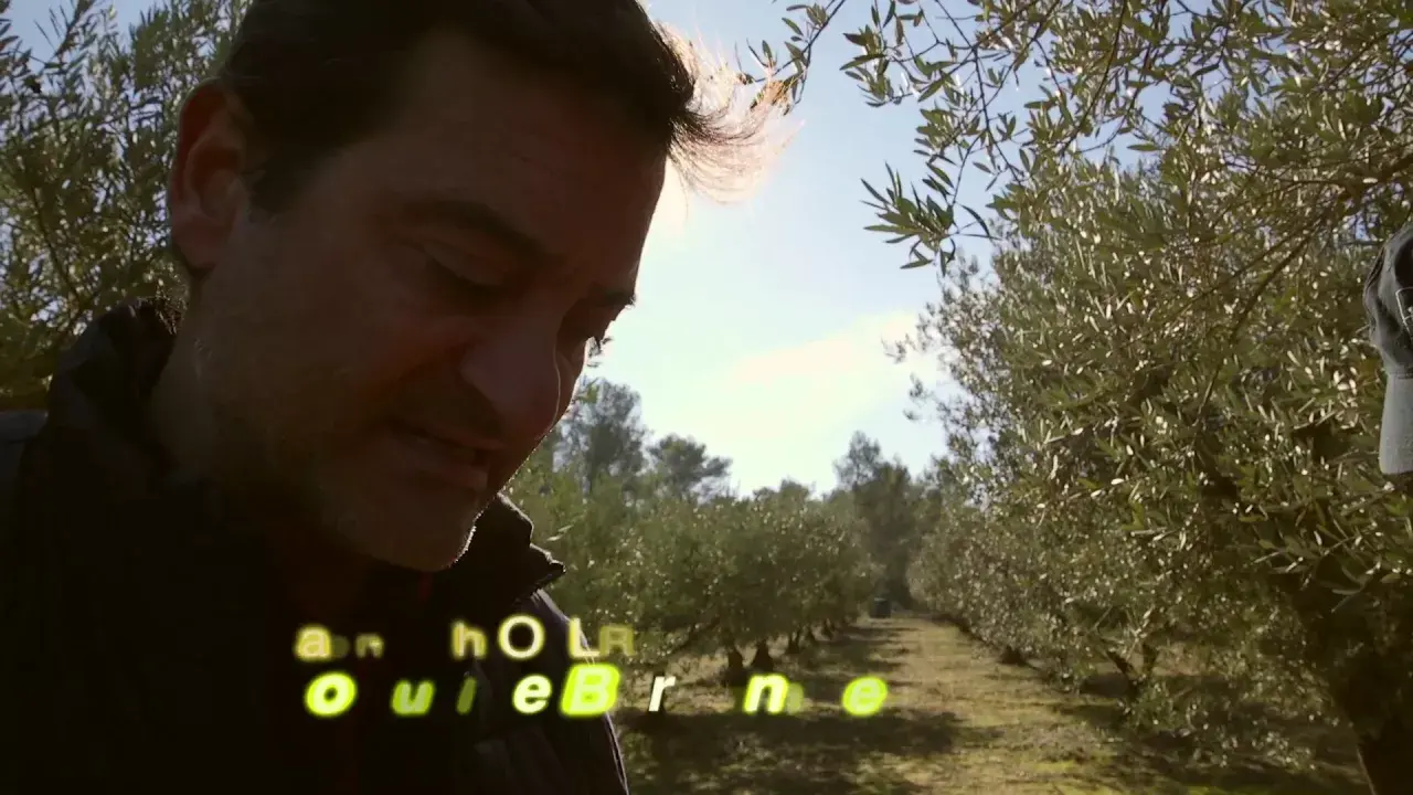 moulin à huile de barbentane - la date des récoltes