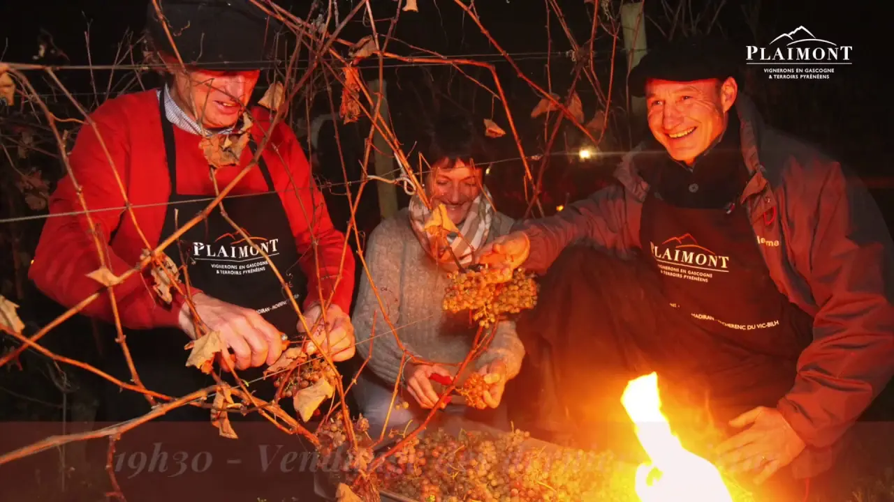 Préparatifs des Vendanges de la St Sylvestre 2017