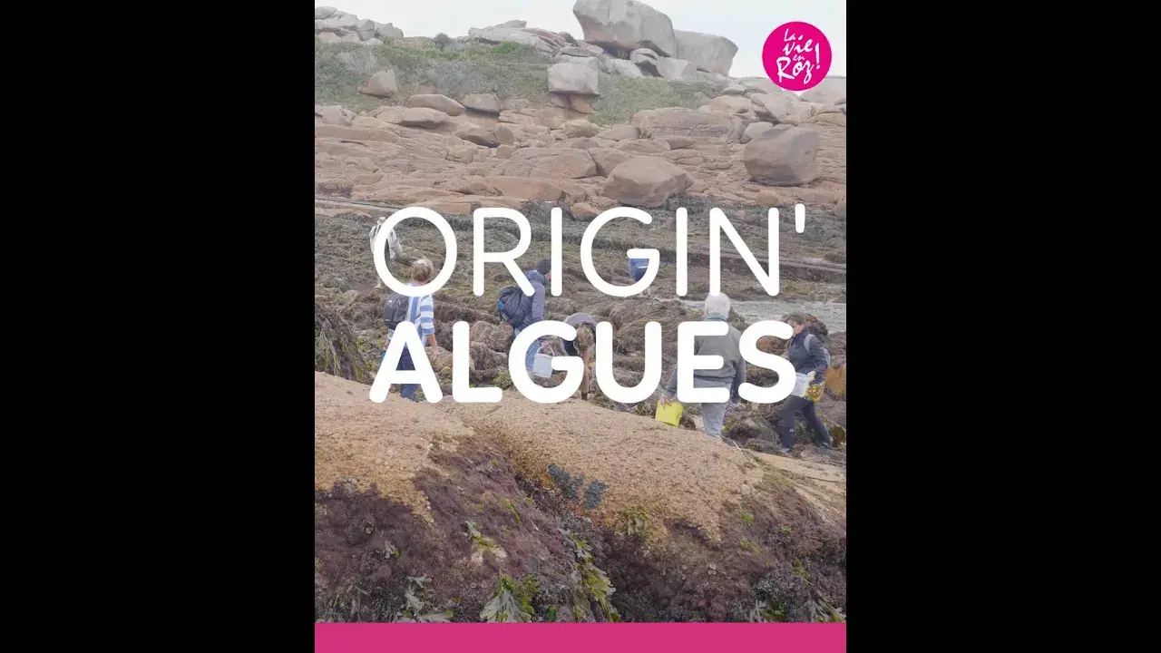 Origin algues