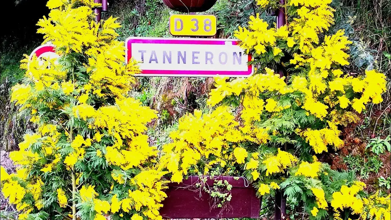 fête du mimosa tanneron