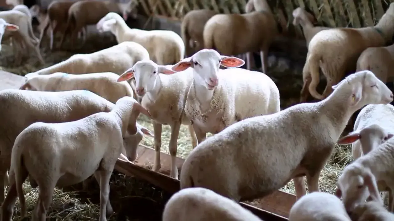 la bergerie des roches