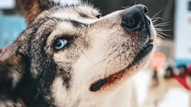 L’Odyssée des Enfants - 9 janvier 2023 - La  Chapelle d’Abondance
