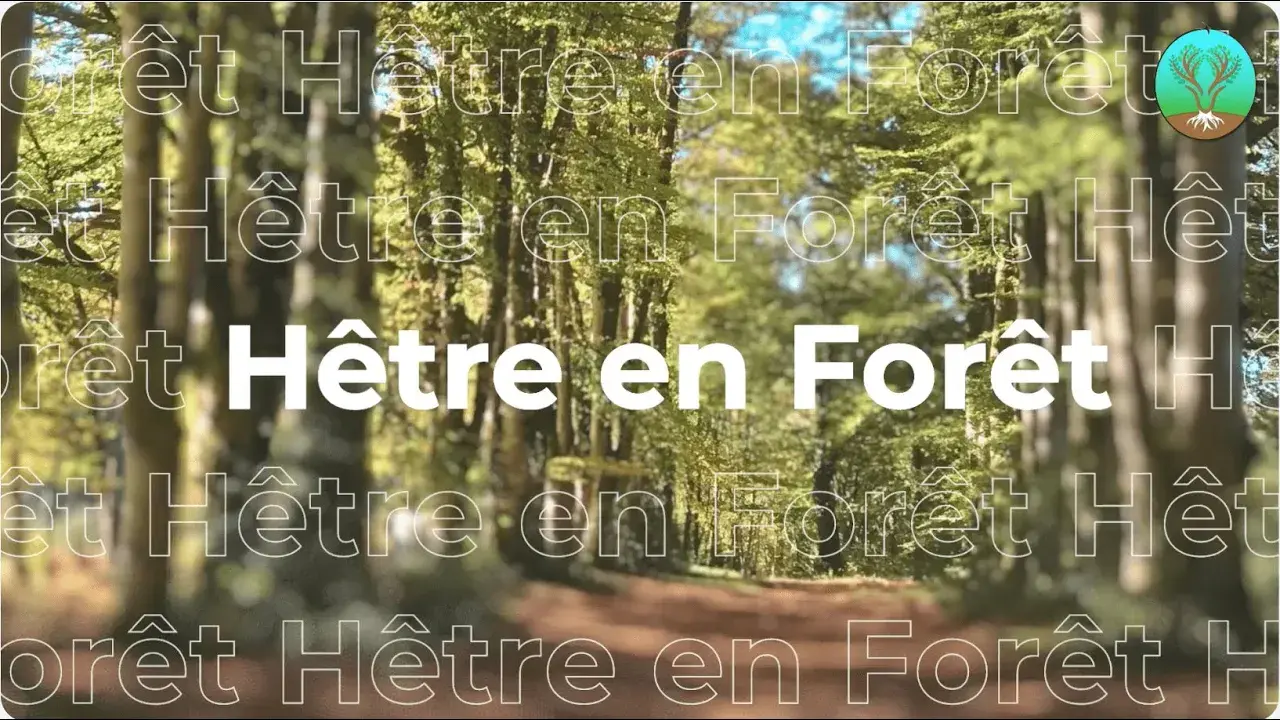 Présentation Hêtre en Forêt