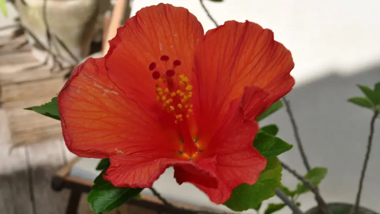 la maison des hibiscus