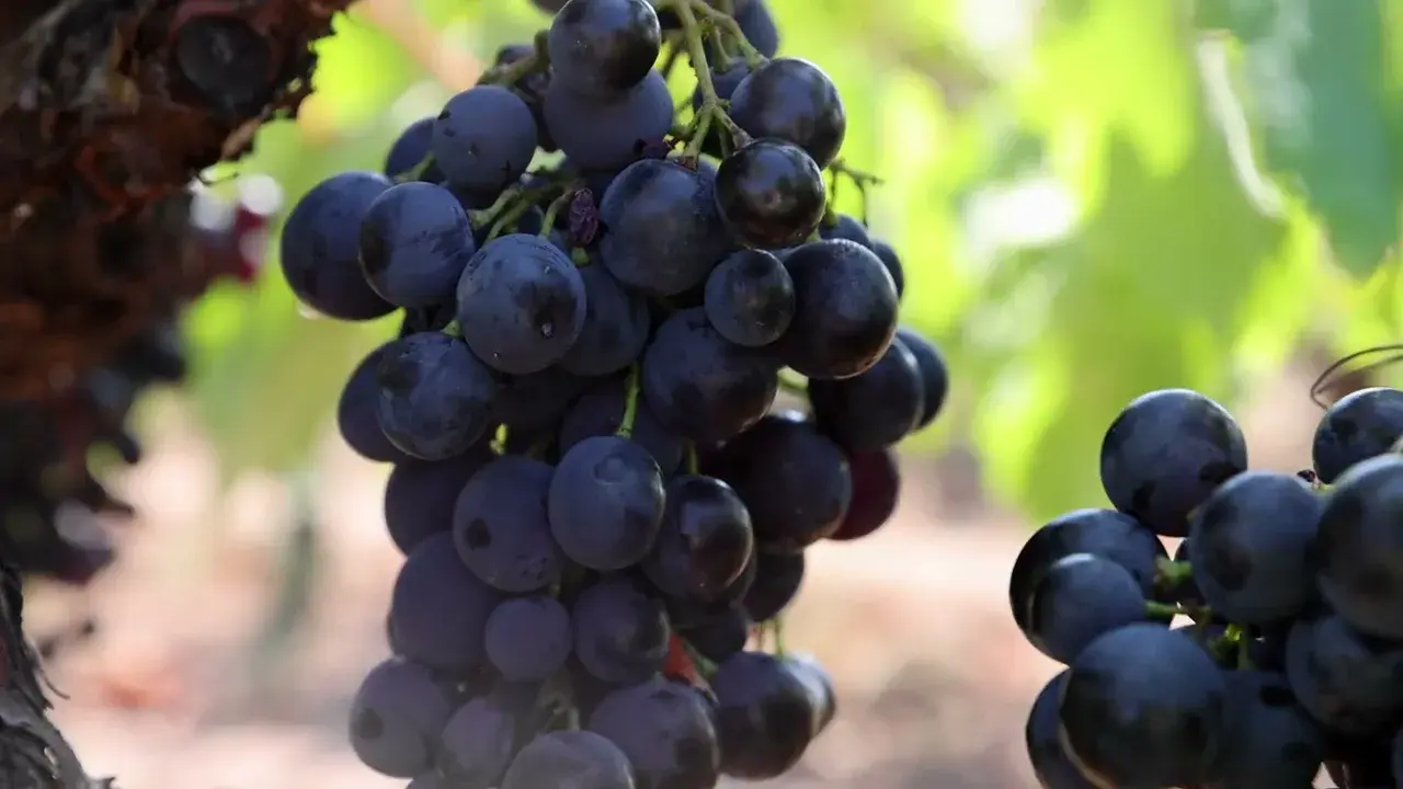 domaine viticole le jas des oliviers - fréjus