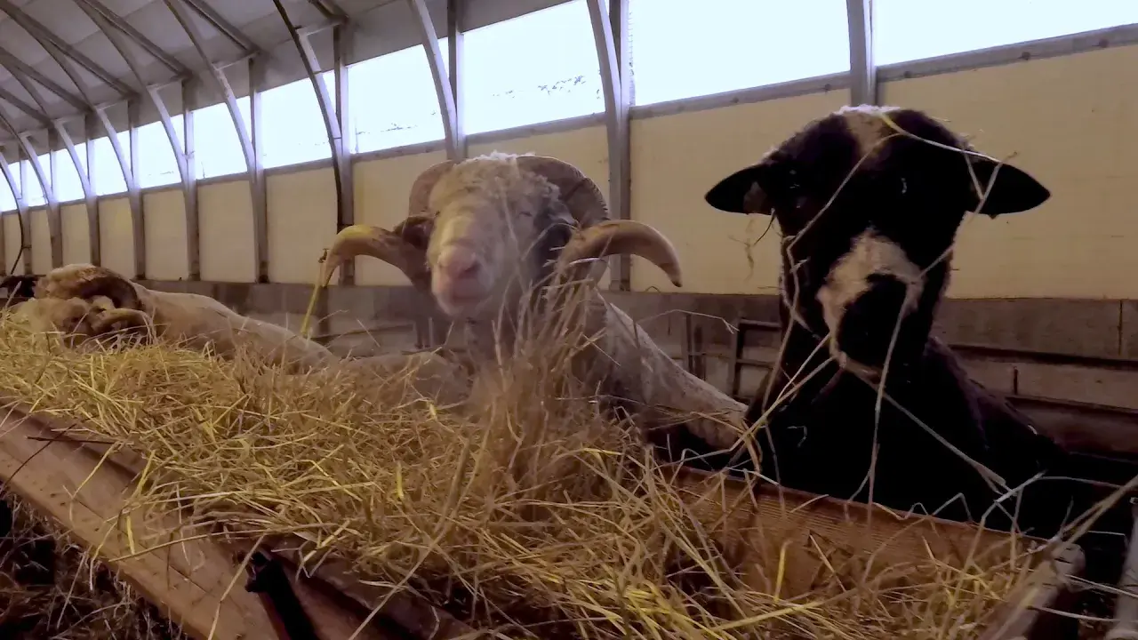 Immersion Chez Flouka