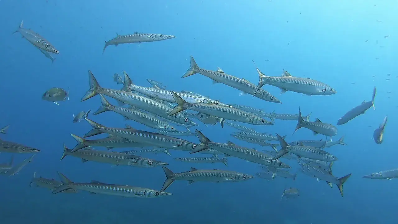 la pointe de montrémian à port-cros