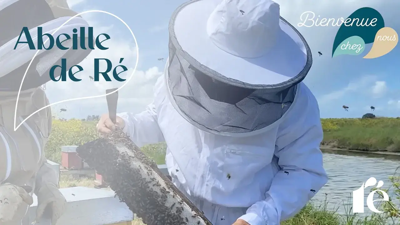 abeille de ré