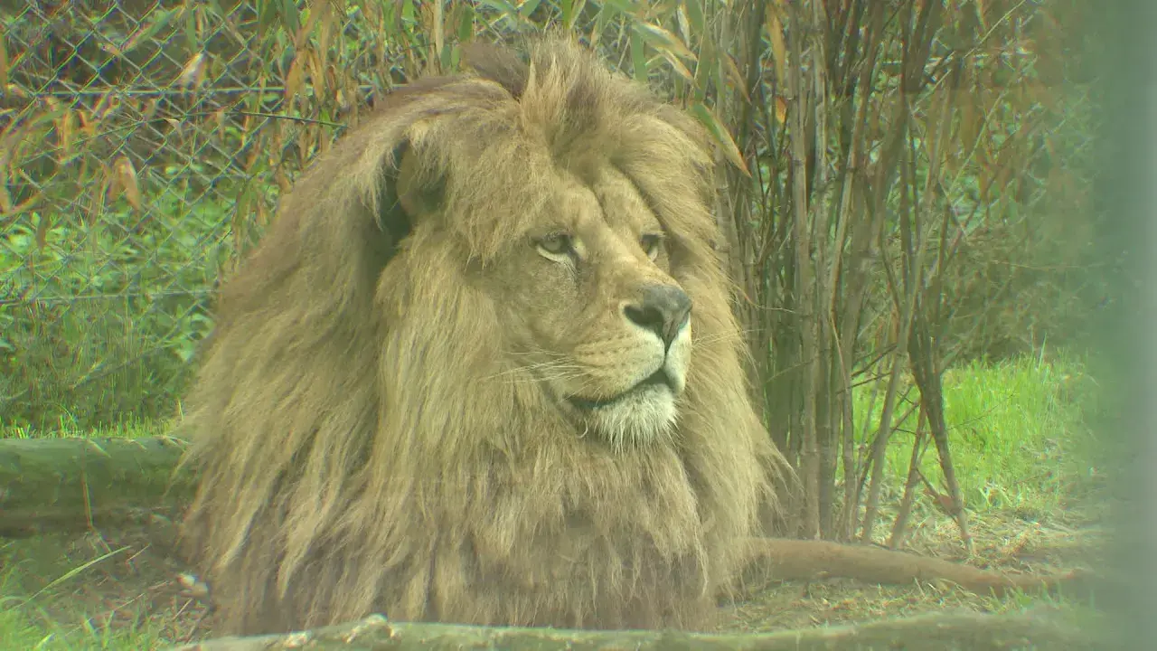 Haute-Vienne : prendre l'air au parc du Reynou