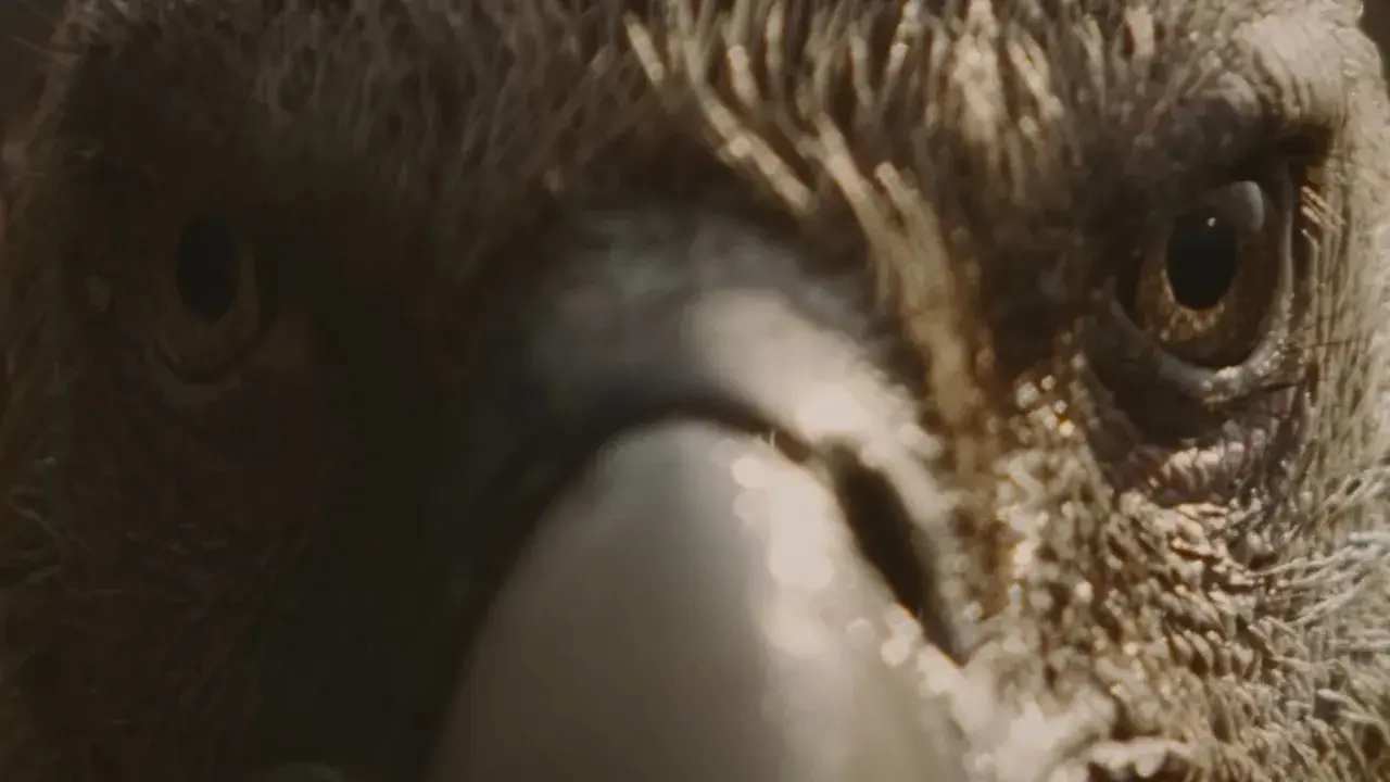 festival du film nature de saint-gervais-blanc – bande annonce 2026