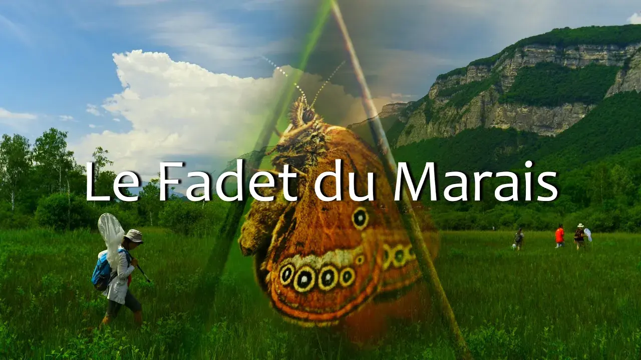 film du leca sur le fadet des laîches