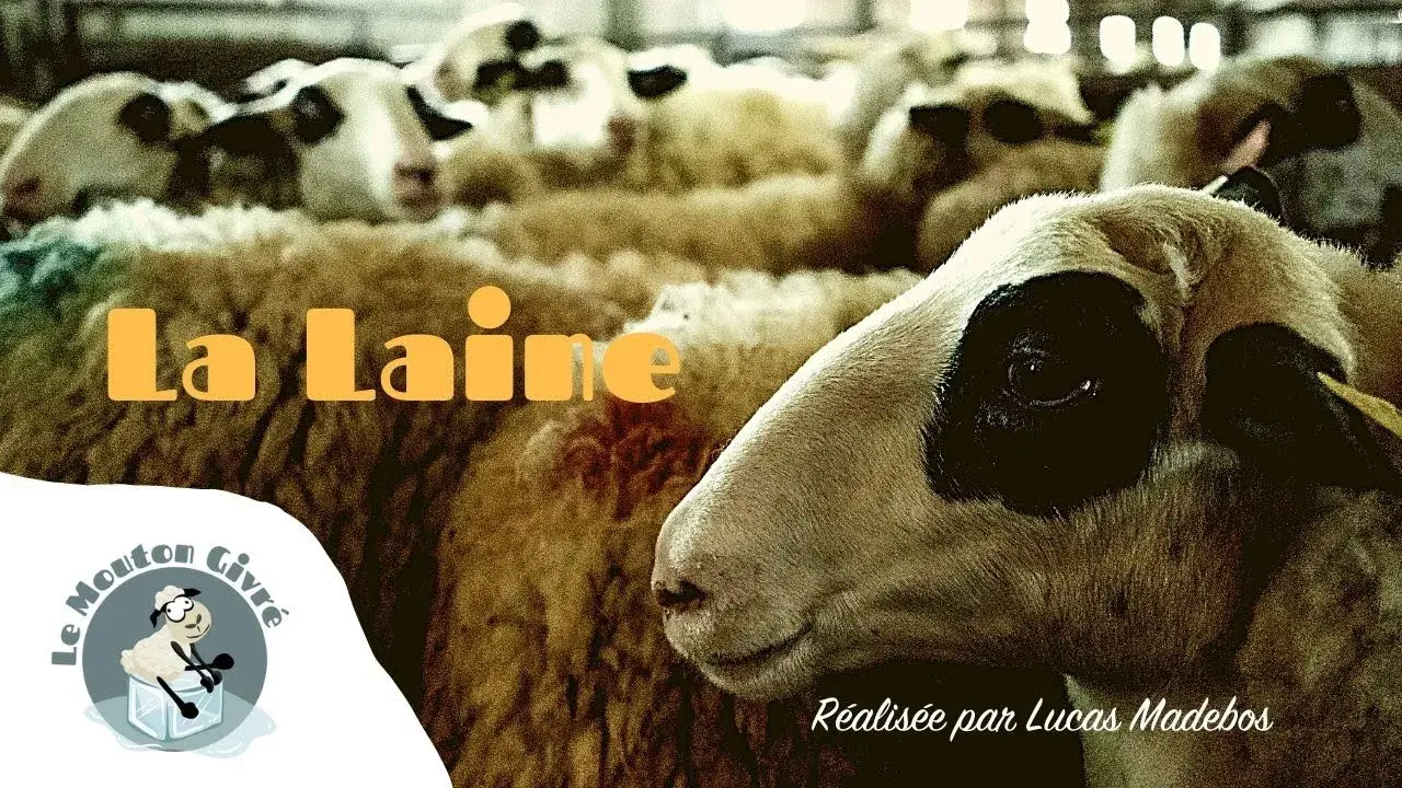 La laine dans tout ses états par Le Mouton Givré