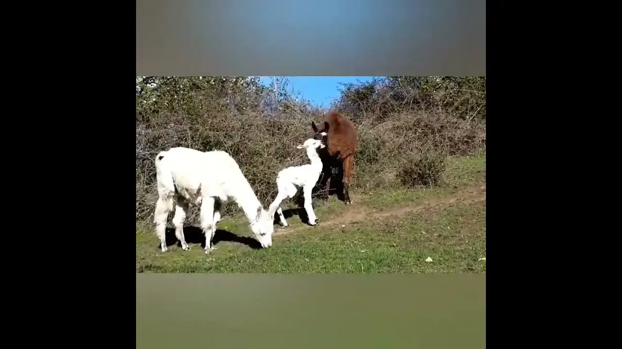 les naissances de l'élevage