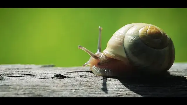 [#ENVIRONNEMENT] Les animaux des Prairies du Roy