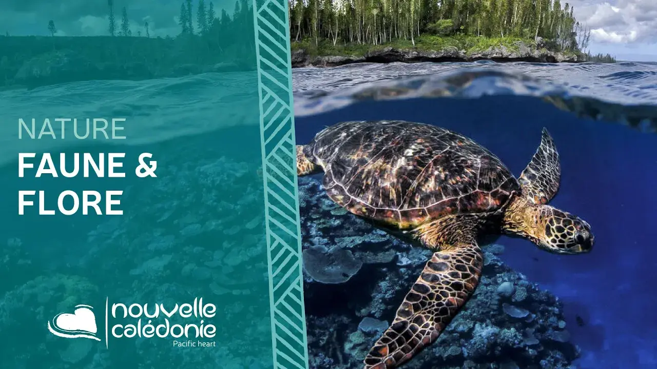 Animaux et biodiversité de Nouvelle-Calédonie