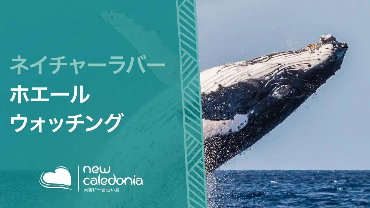 ホエールウォッチングシーズン in New Caledonia