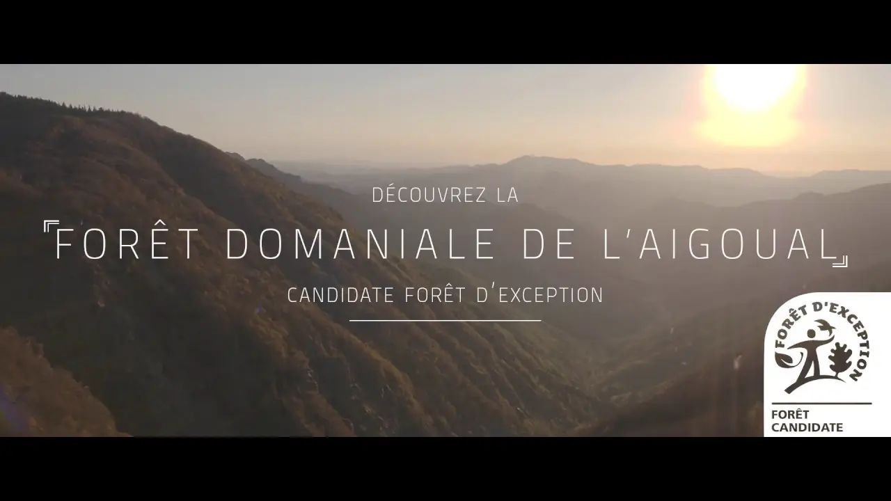 La forêt domaniale de l'Aigoual, candidate au label Forêt d'Exception®