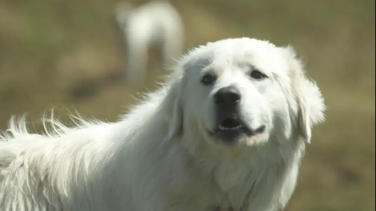 Chiens de protection des troupeaux : quels gestes adopter ? #EP1