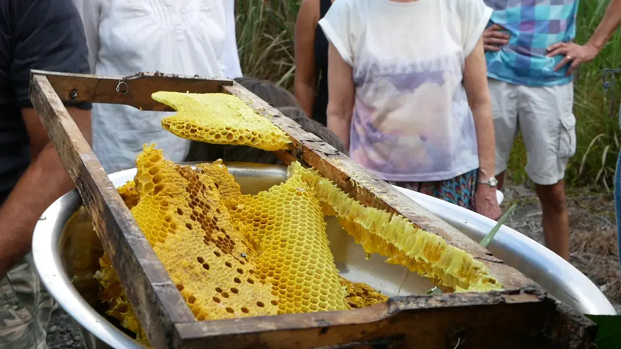 Une journée à la ferme à La Réunion
