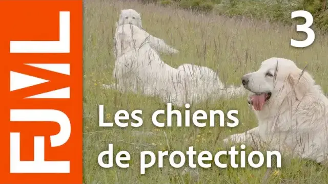 Les chiens de protection des troupeaux : qui sont-ils ?