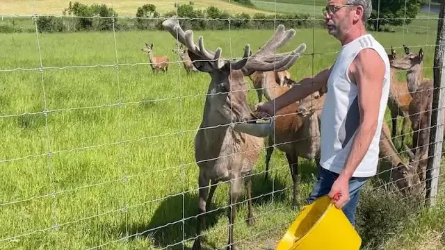 Les cerfs de Secondat - Le Compas