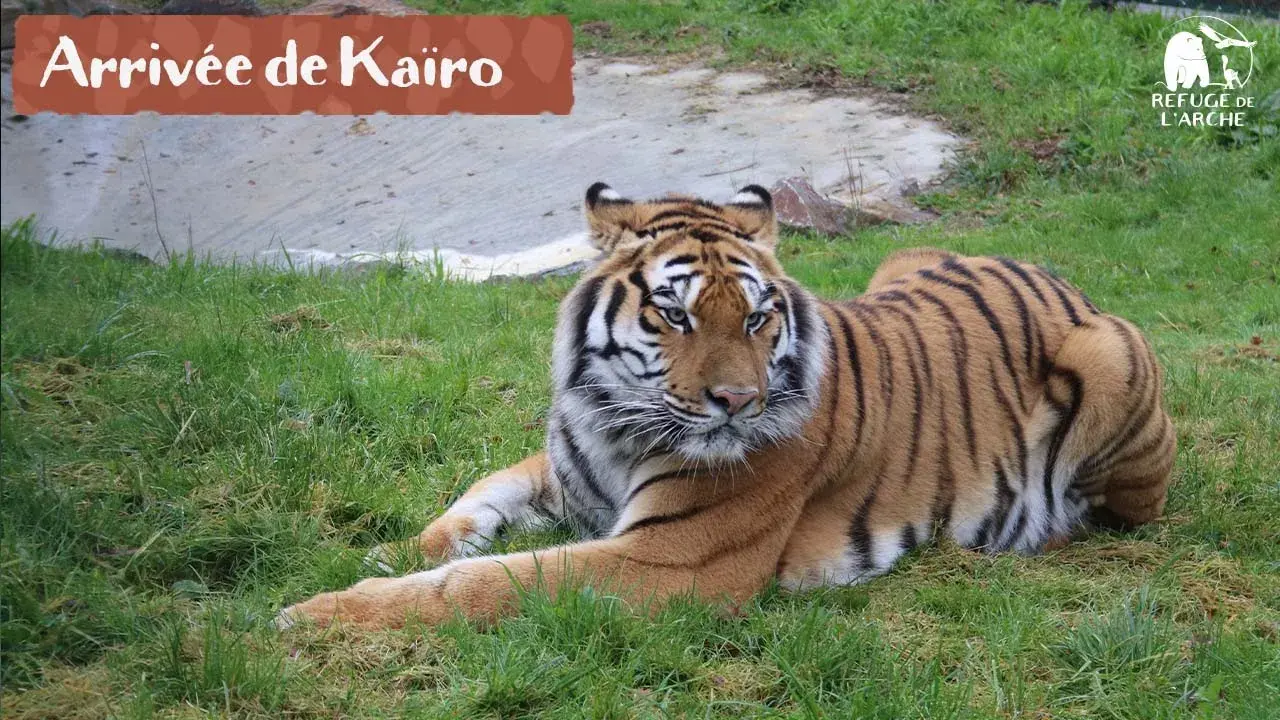 Le Refuge de l'Arche // Arrivée de Kaïro, un tigre âgé de 3 ans et demi 🐯