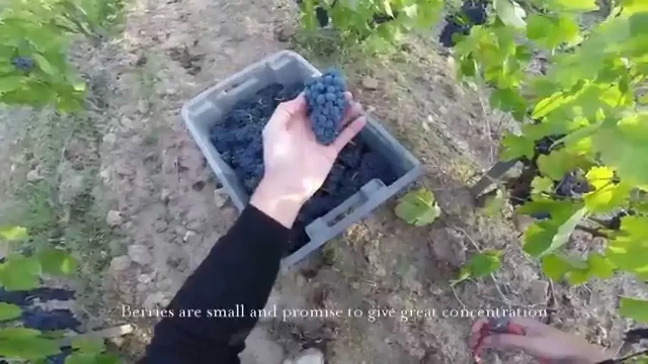 château du moulin à vent à romanèche-thorins