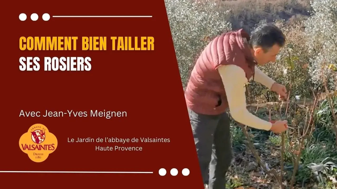 taille des rosiers