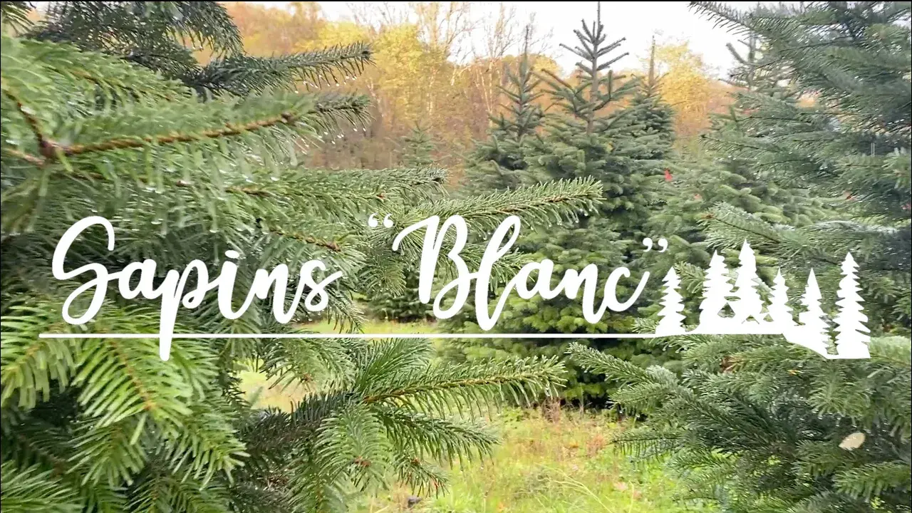 Ontbrekende video titel