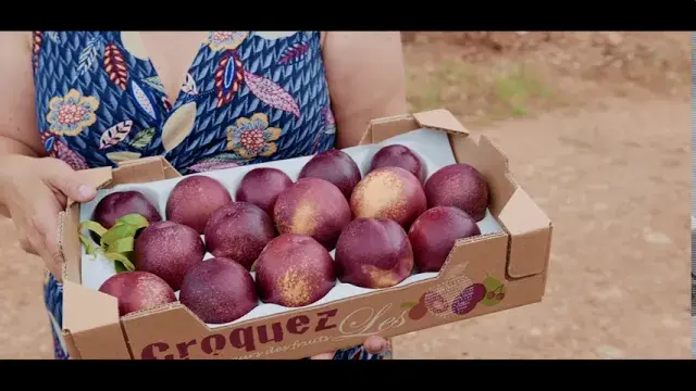 Titre de la vidéo manquant