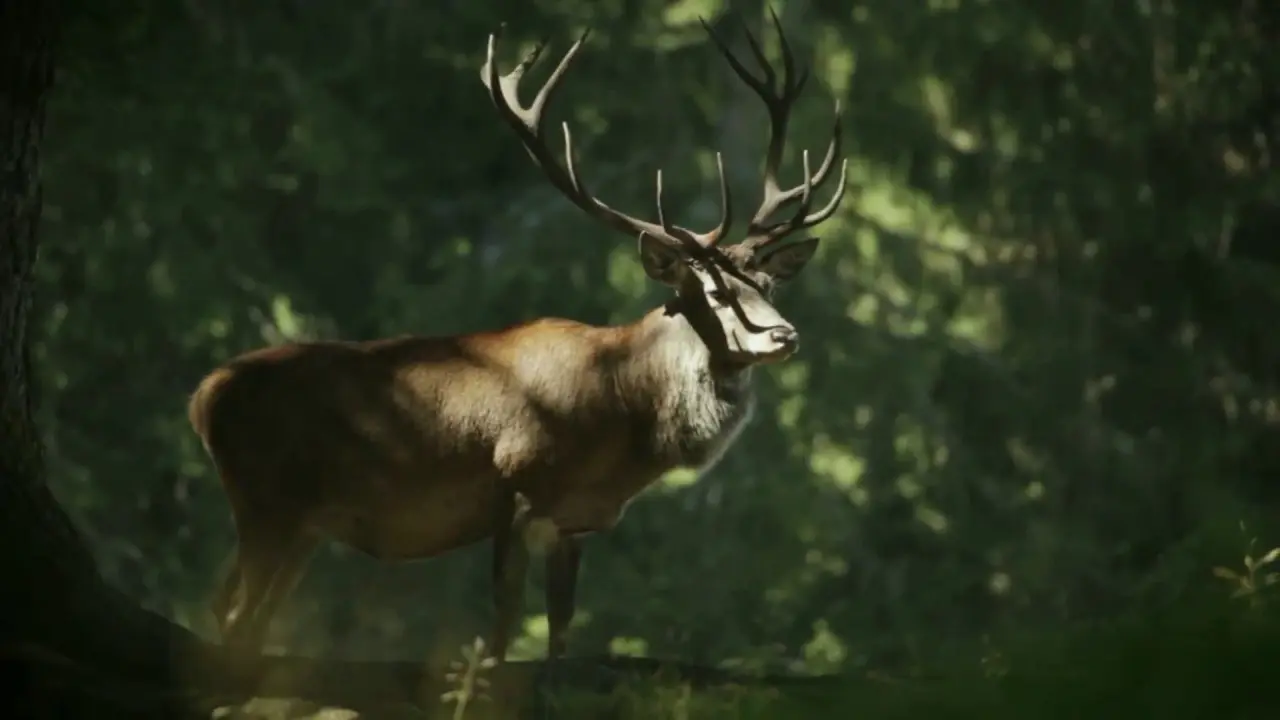 château pas du cerf